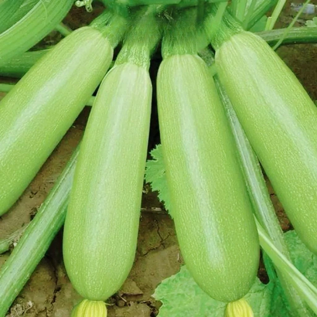 贵州高山农家自种西葫芦小瓜