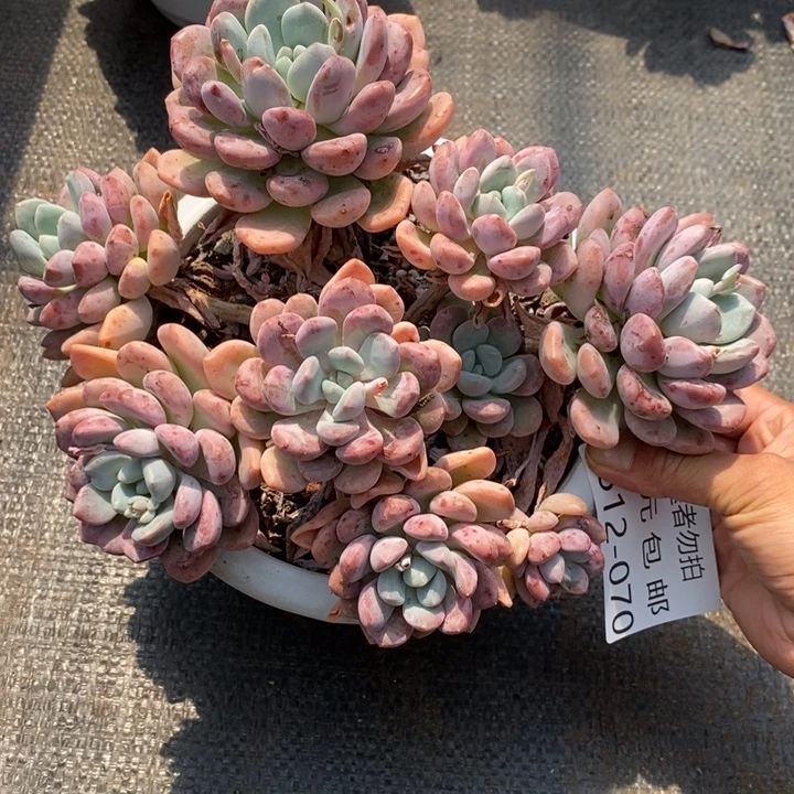 ᨳ****夏悦多肉0612-70白鹭