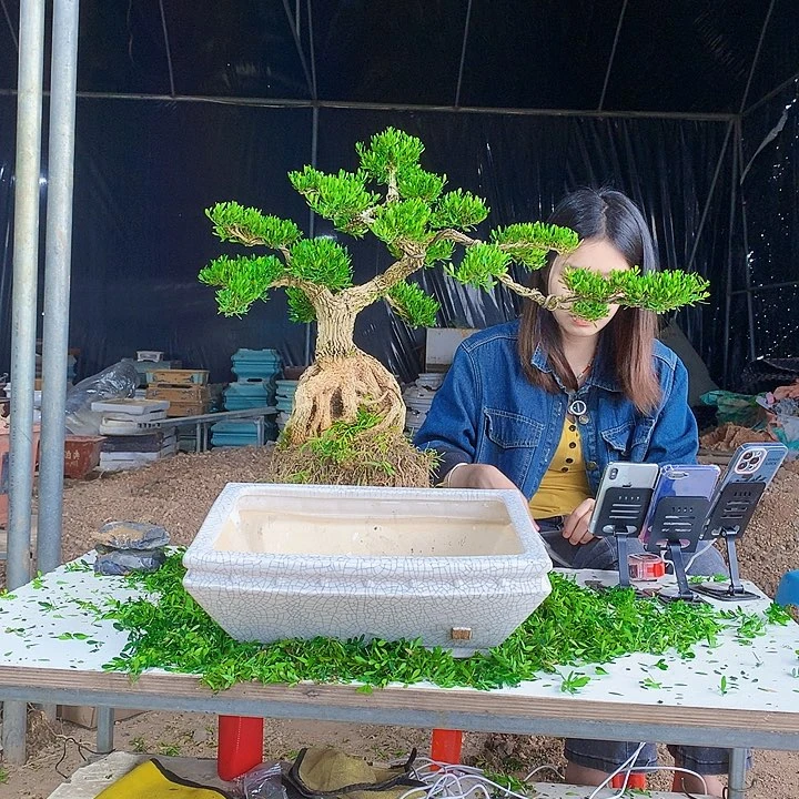 完全开放‘*广东皱皮雀舌黄杨