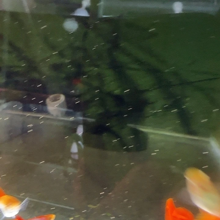 孔雀鱼渔*艾尔银红尾4对