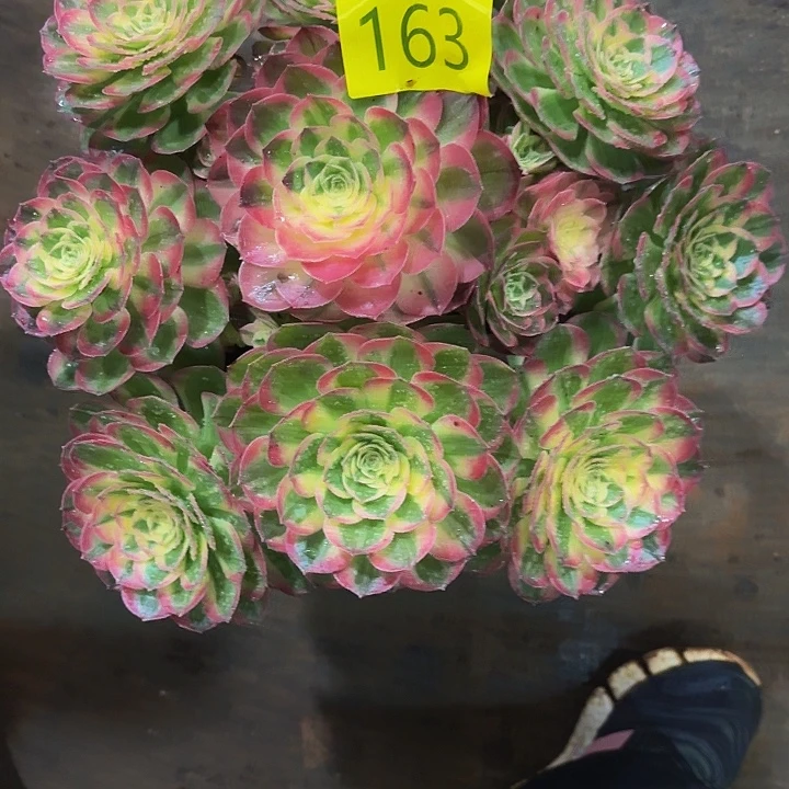 多肉植物胶福利163