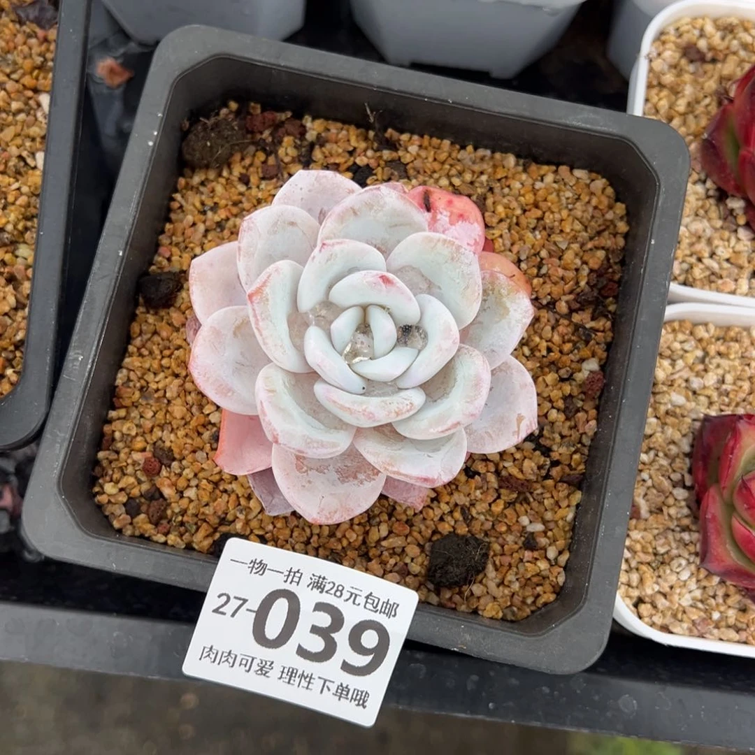 雪莲，多肉多肉多肉多肉