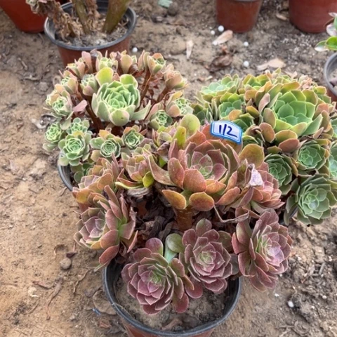 112多肉植物组合，