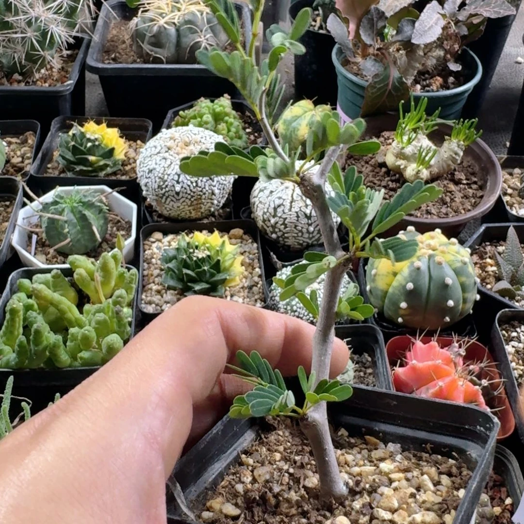 679沙漠苏木带盆发货
