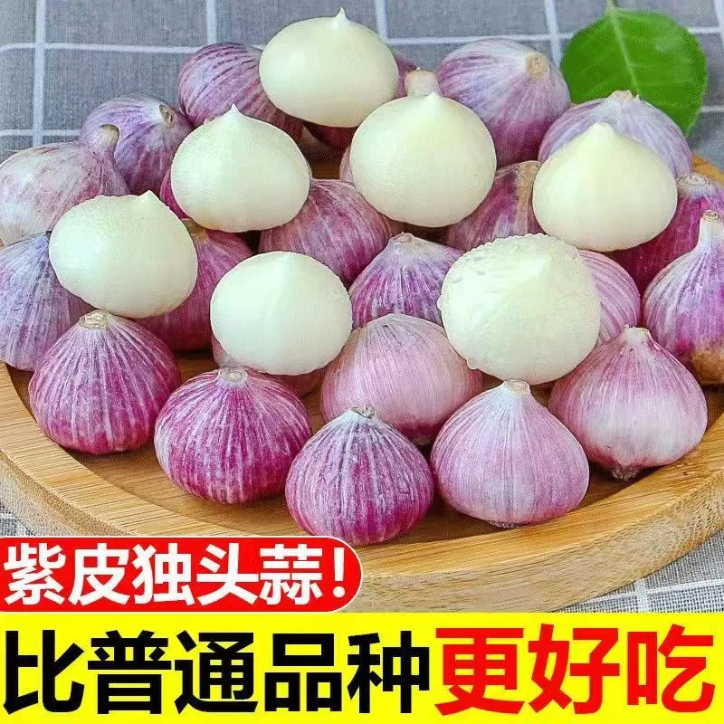 云南正宗大理紫皮新鲜独头蒜新鲜香辣饱满