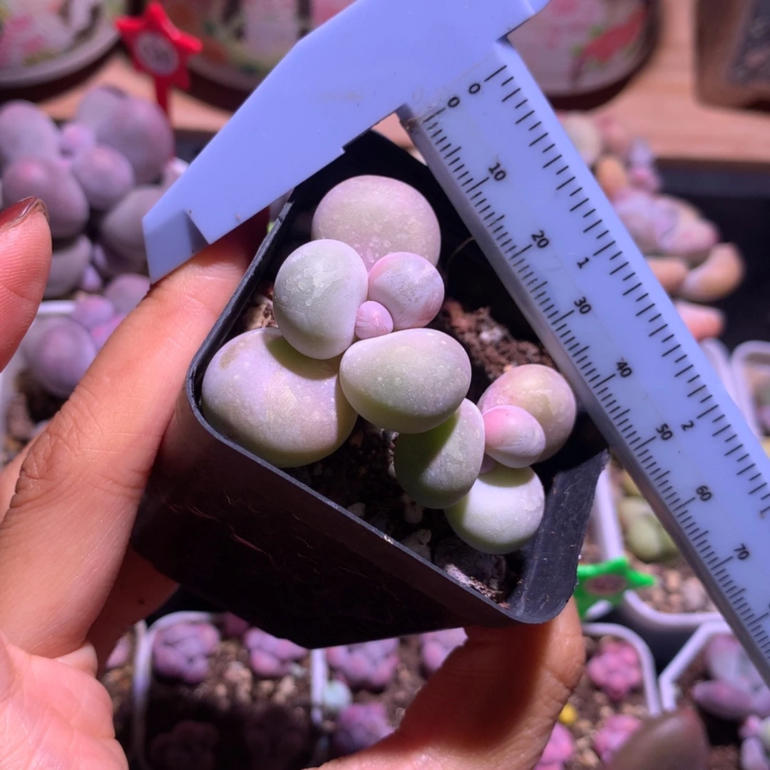 水光针 不凑满28元发一片叶 不售后 到付