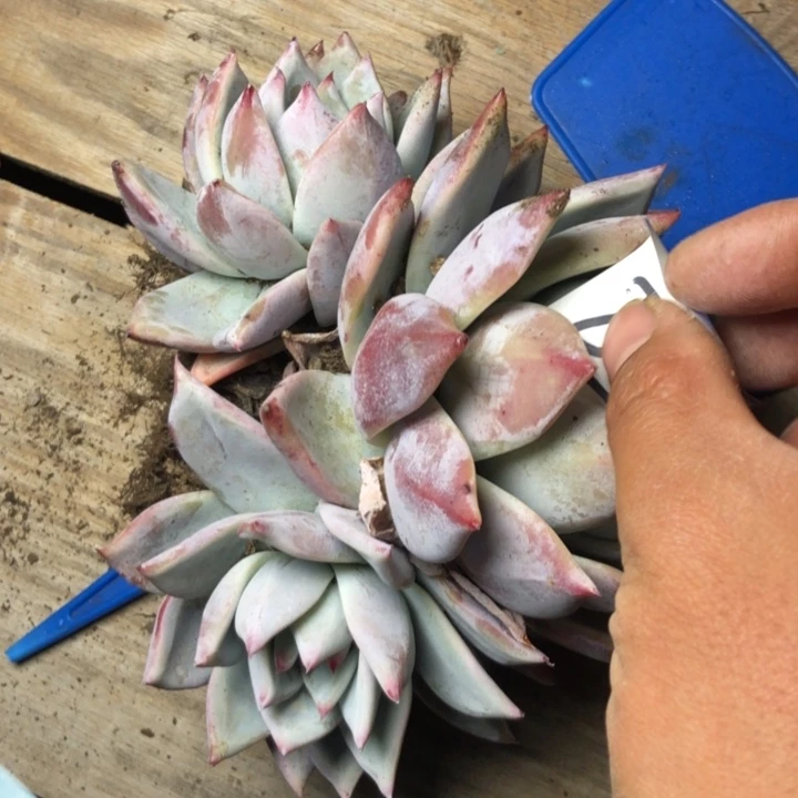 你****？26/////////////////