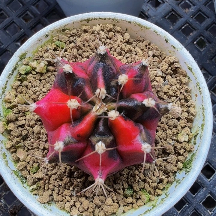 当前无花朵，栽培后可花朵