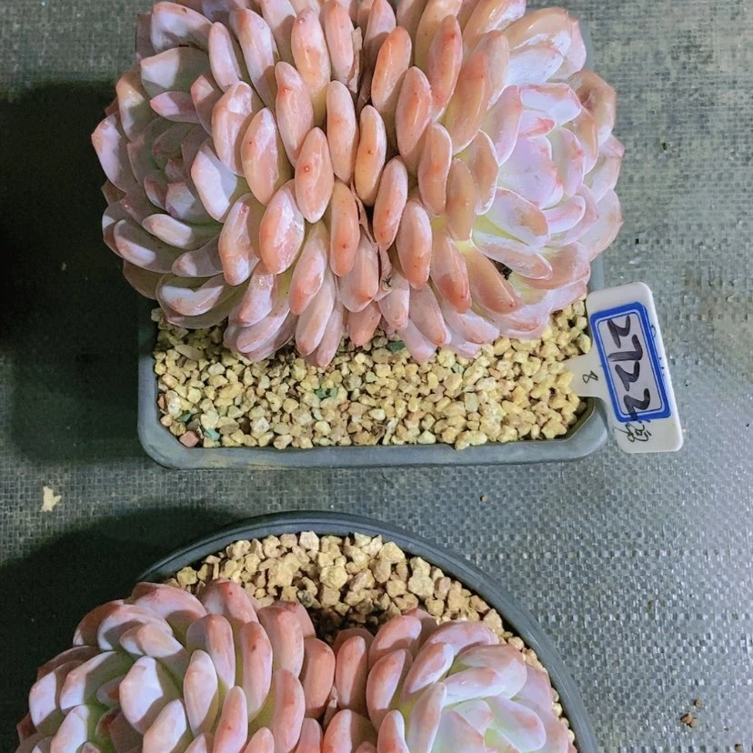 【闪购商品】桃*2722