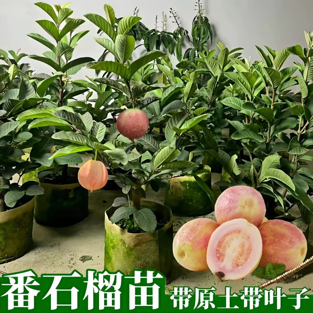 胭脂红番石榴树苗西瓜芭乐白心芭乐四季番石榴嫁接果树苗当年结果