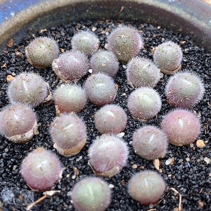 史蒂芬妮毛球一颗