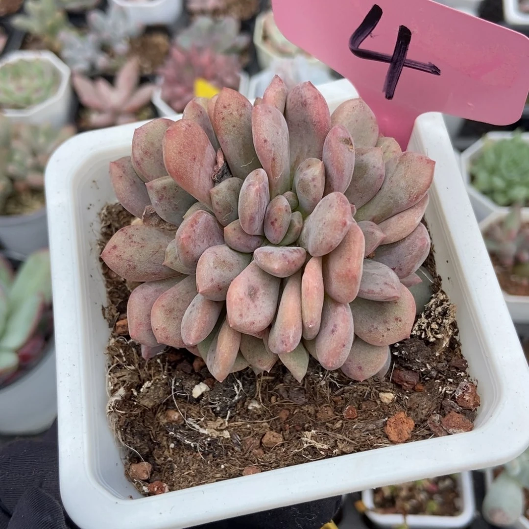 4爱丽儿多肉植物多肉
