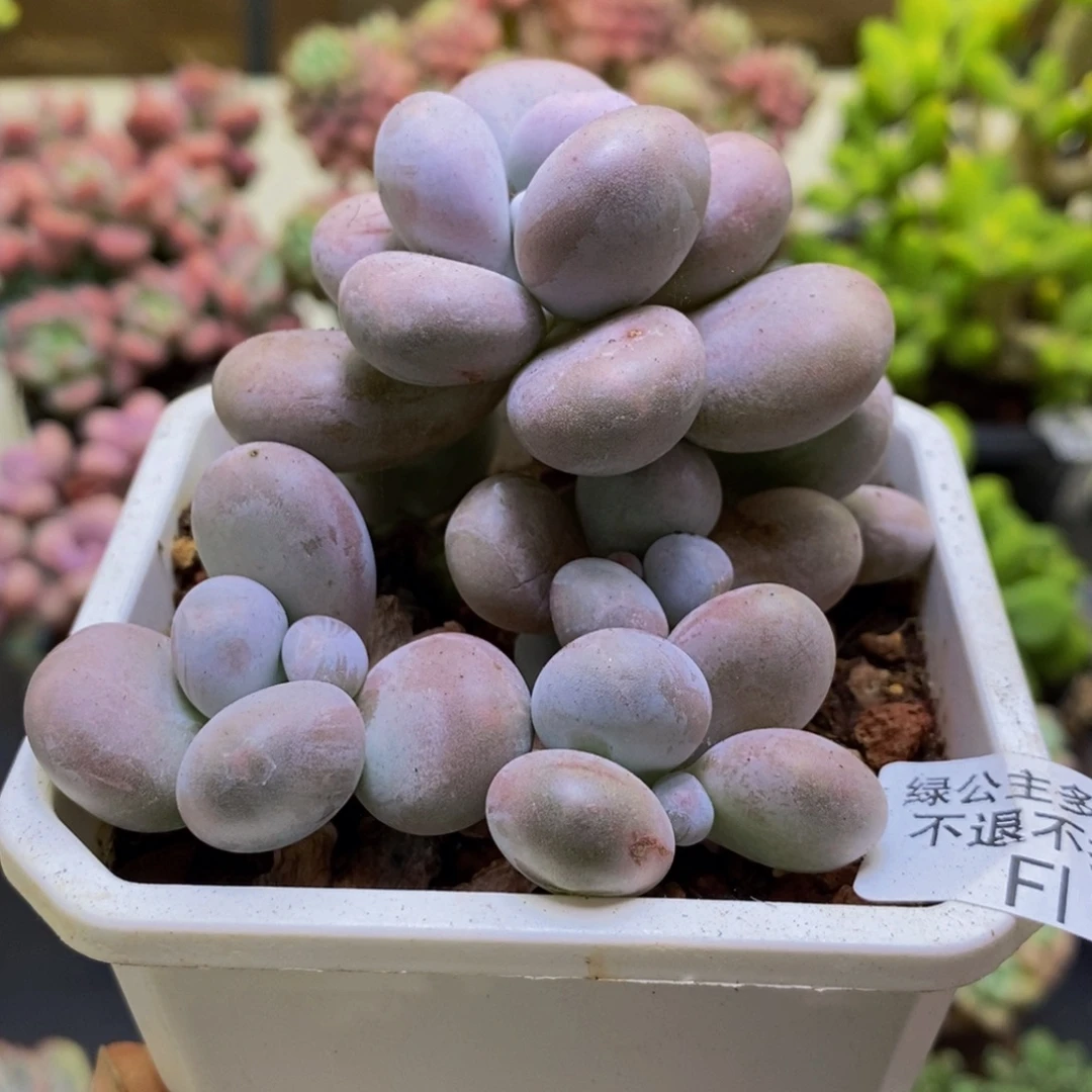 109原始奶7cm多肉