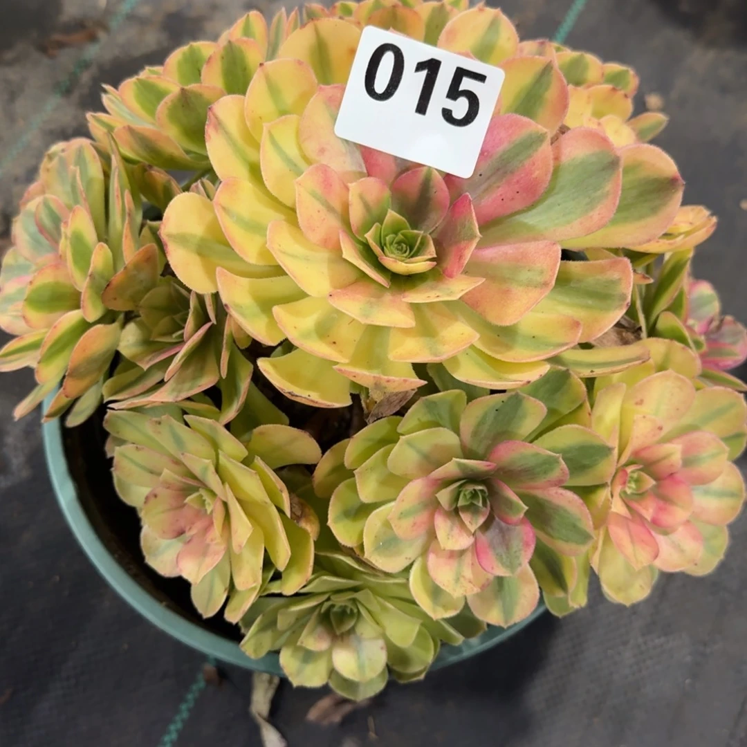 雨河多肉植物老庄015