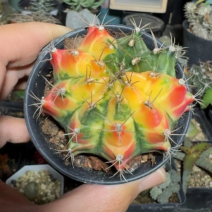 113米哈牡丹锦脱土发货