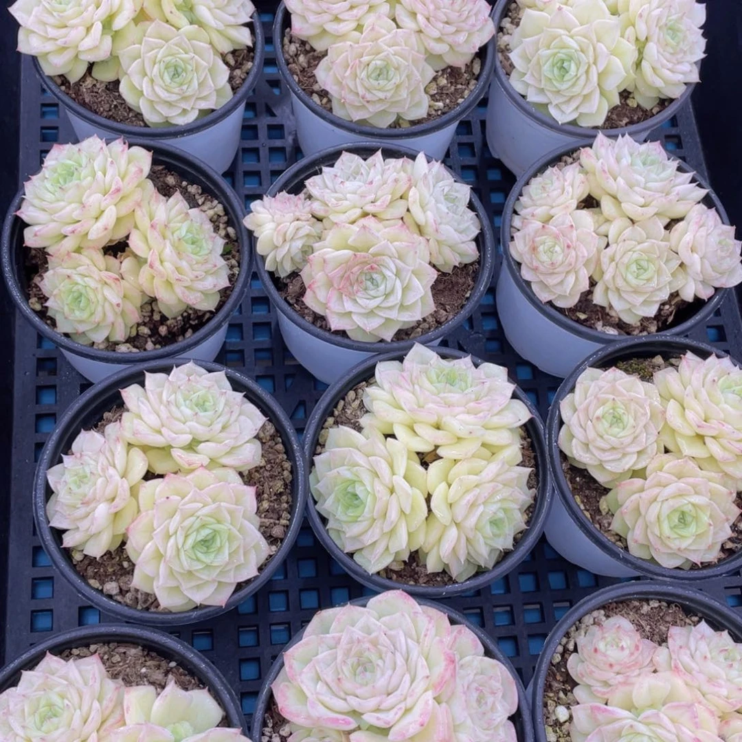 量拍6号果冻黄透底白天鹅群一个