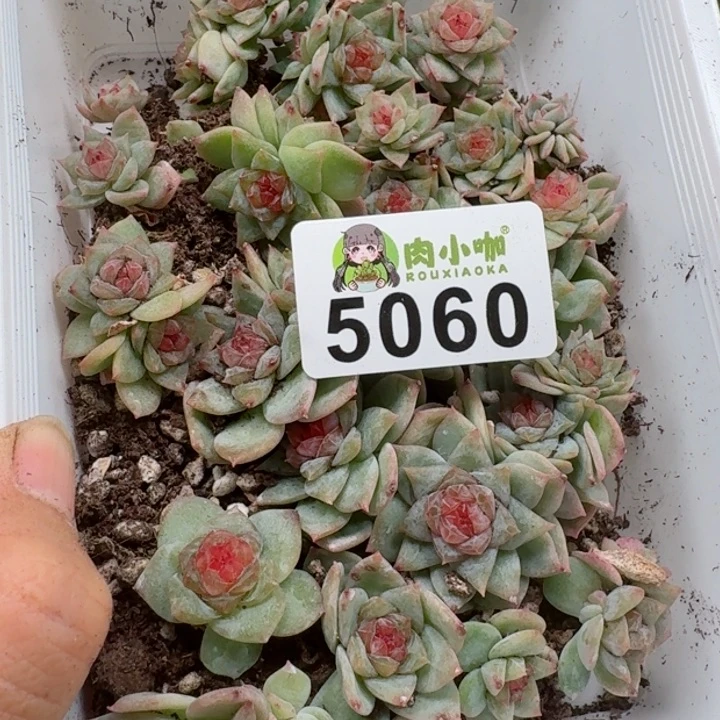 小*熊多肉植物多肉植物