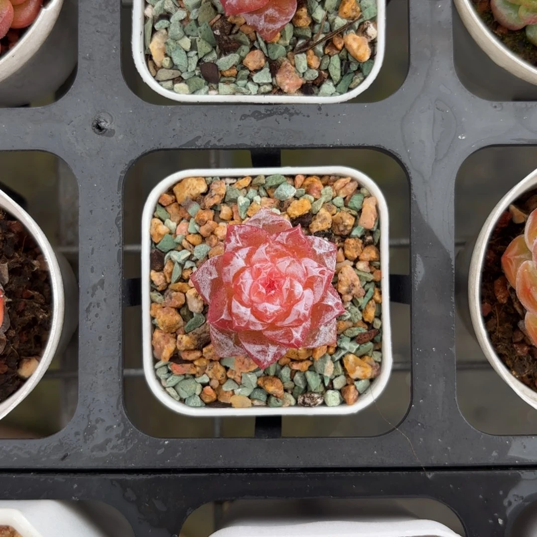 五角星赤晶一物一拍