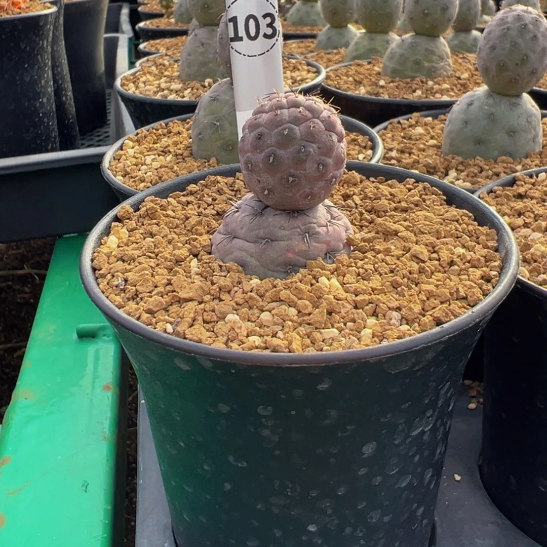 盒***盒103自根习志野多肉植物带盆土