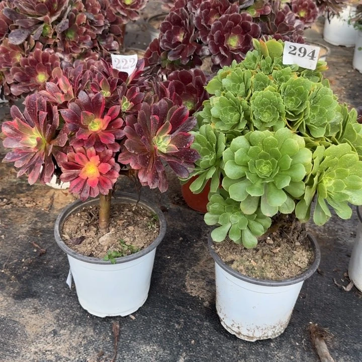 222294包邮两颗。