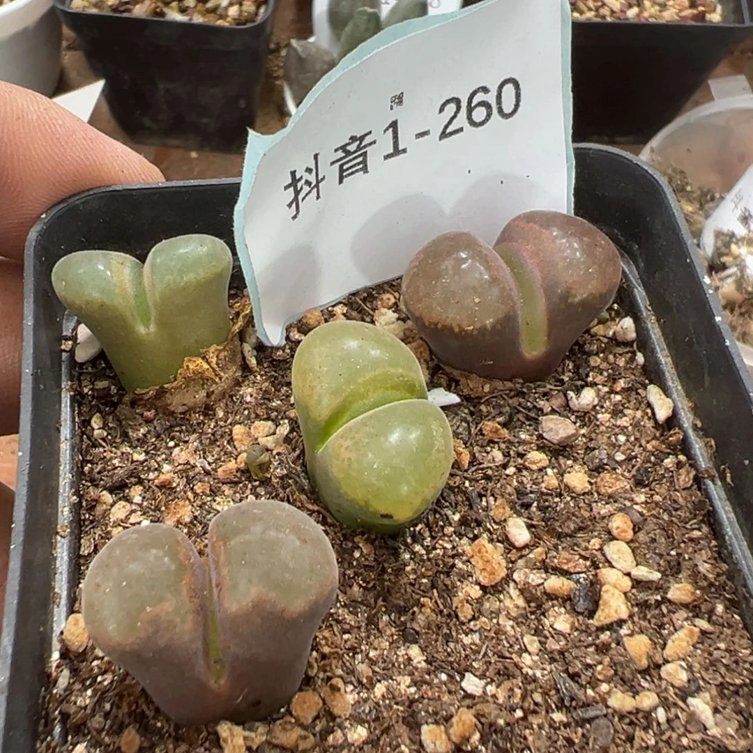 1-260肉锥多肉植物