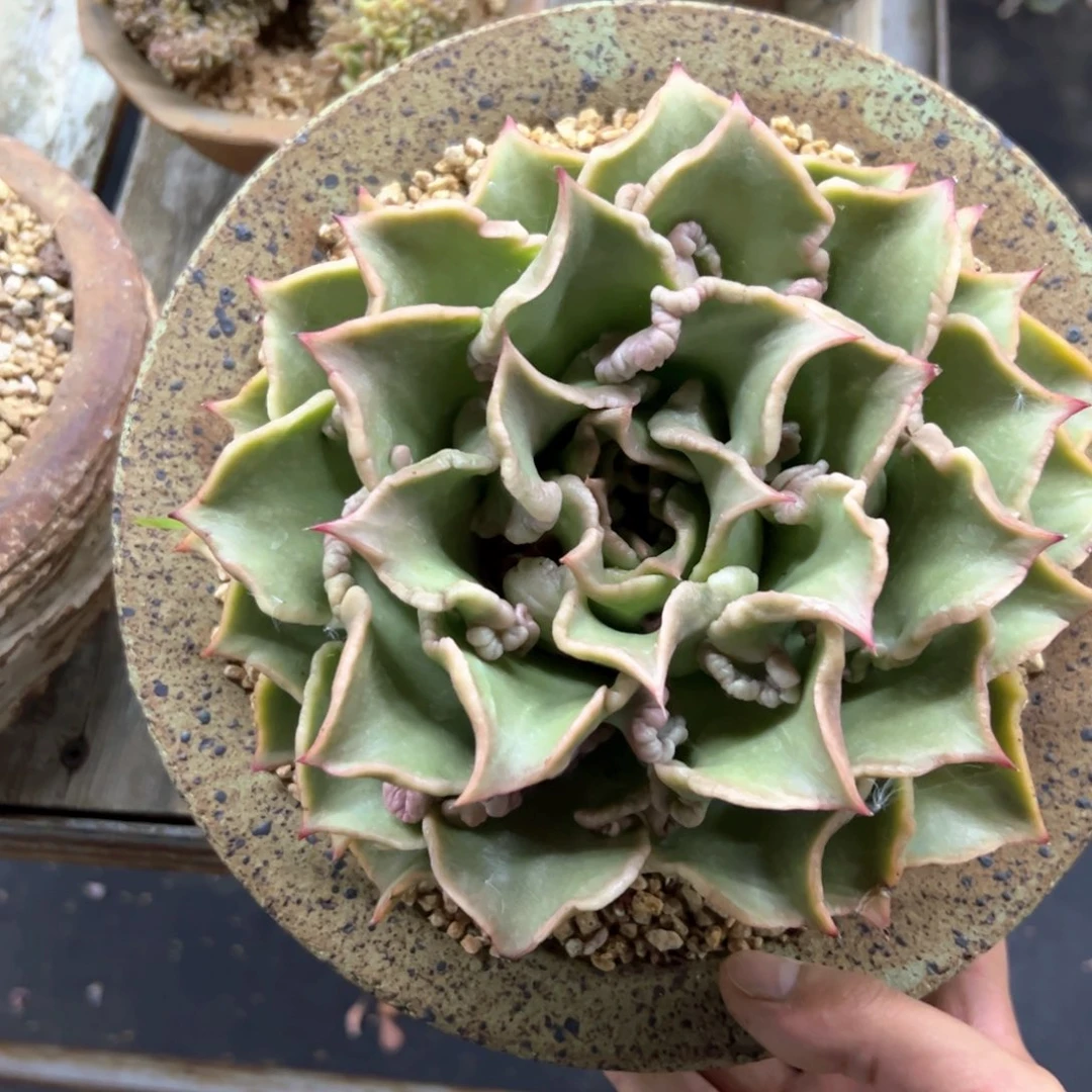 时**橱饺子皮28 零零多肉植物