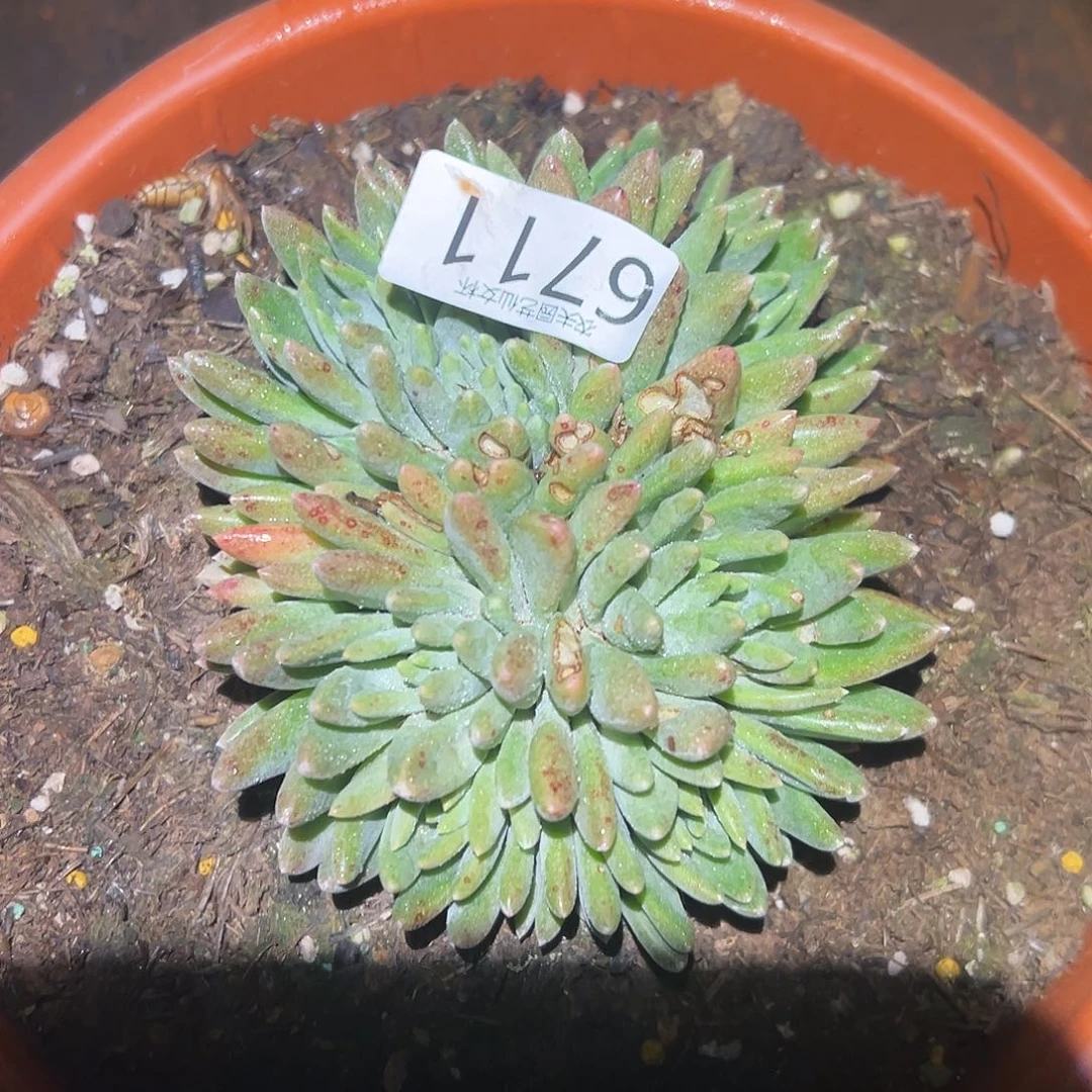 .****.3代杂交仙女杯多肉。