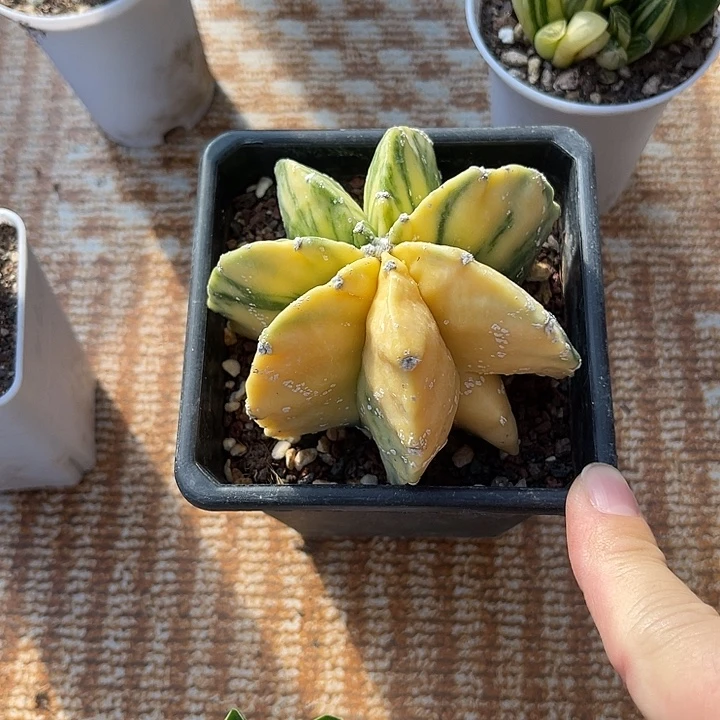 无花朵鸾凤玉锦一物一拍