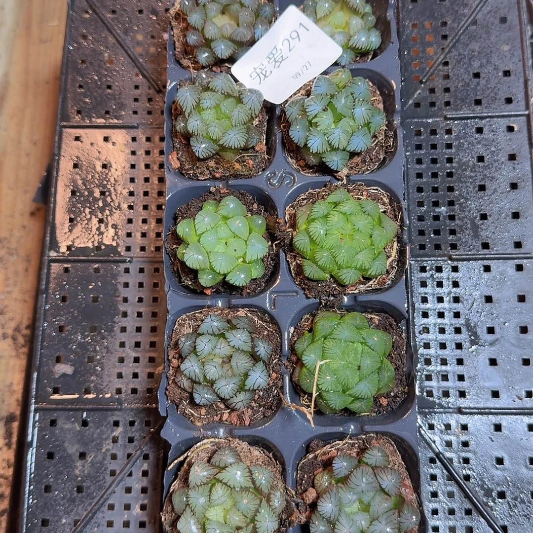 直播福利一物一拍291