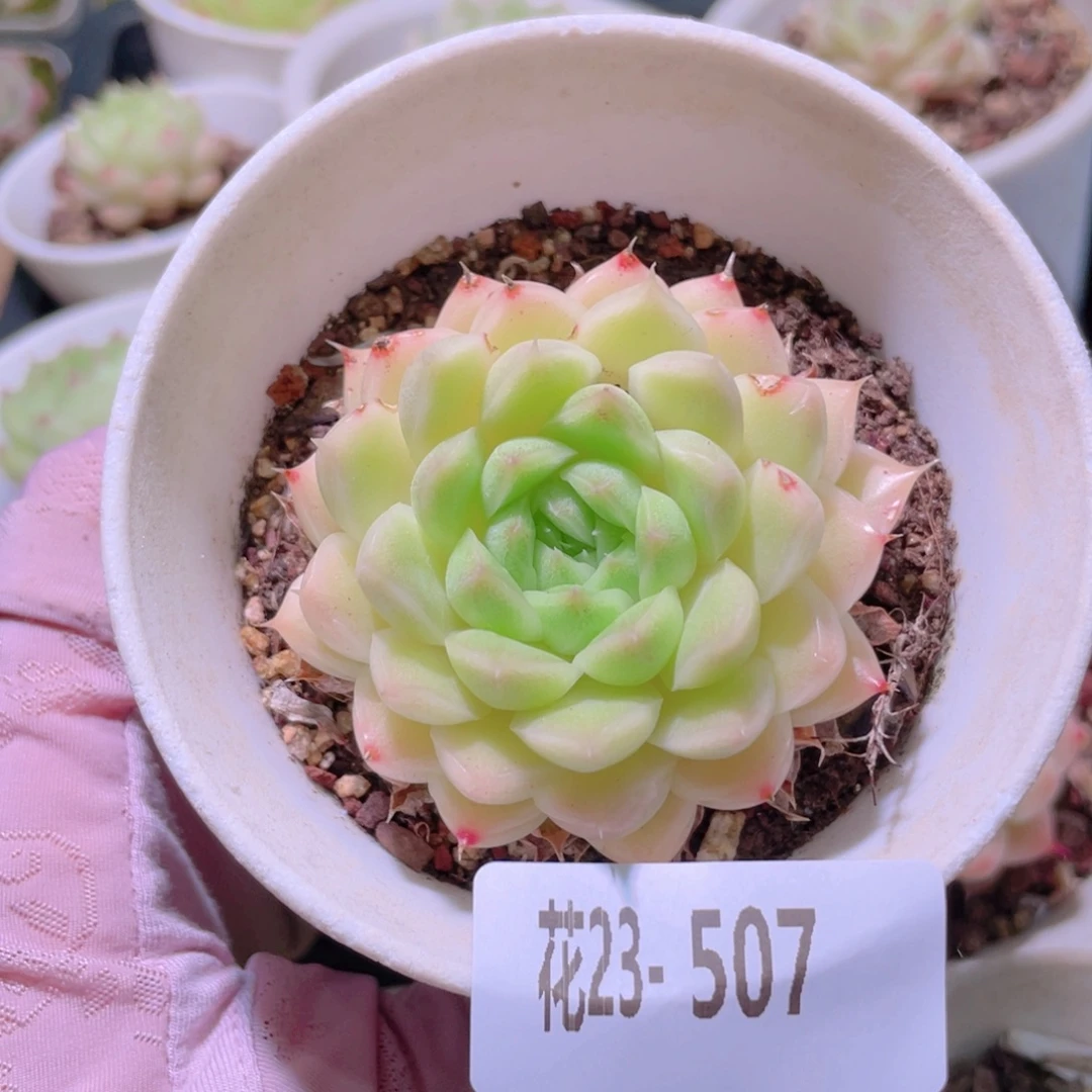 花利美23-507麦秆 叶伤