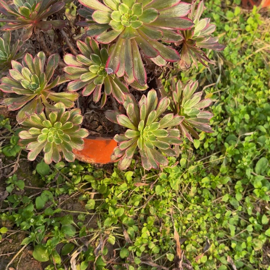 430多肉植物捧花的时候