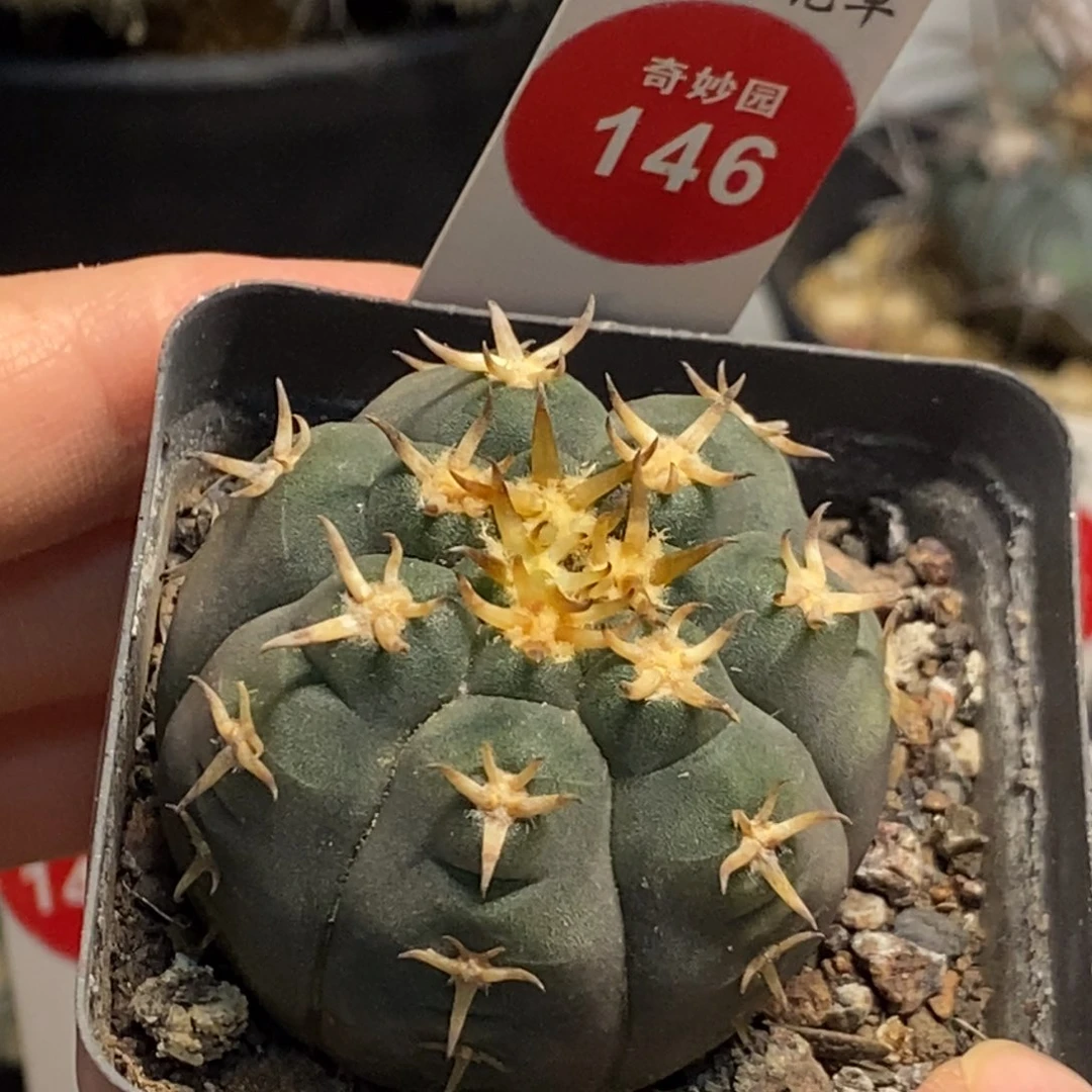 实生豪刺猫爪4cm一棵仙人球