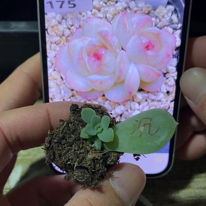 穴盘沉香芽苗一个