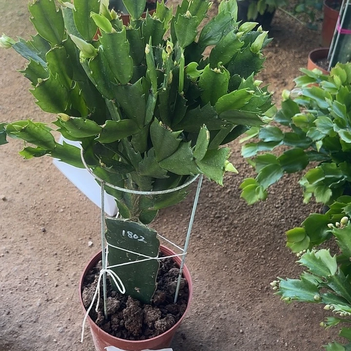 凤***儿当前无花栽培后可以开花
