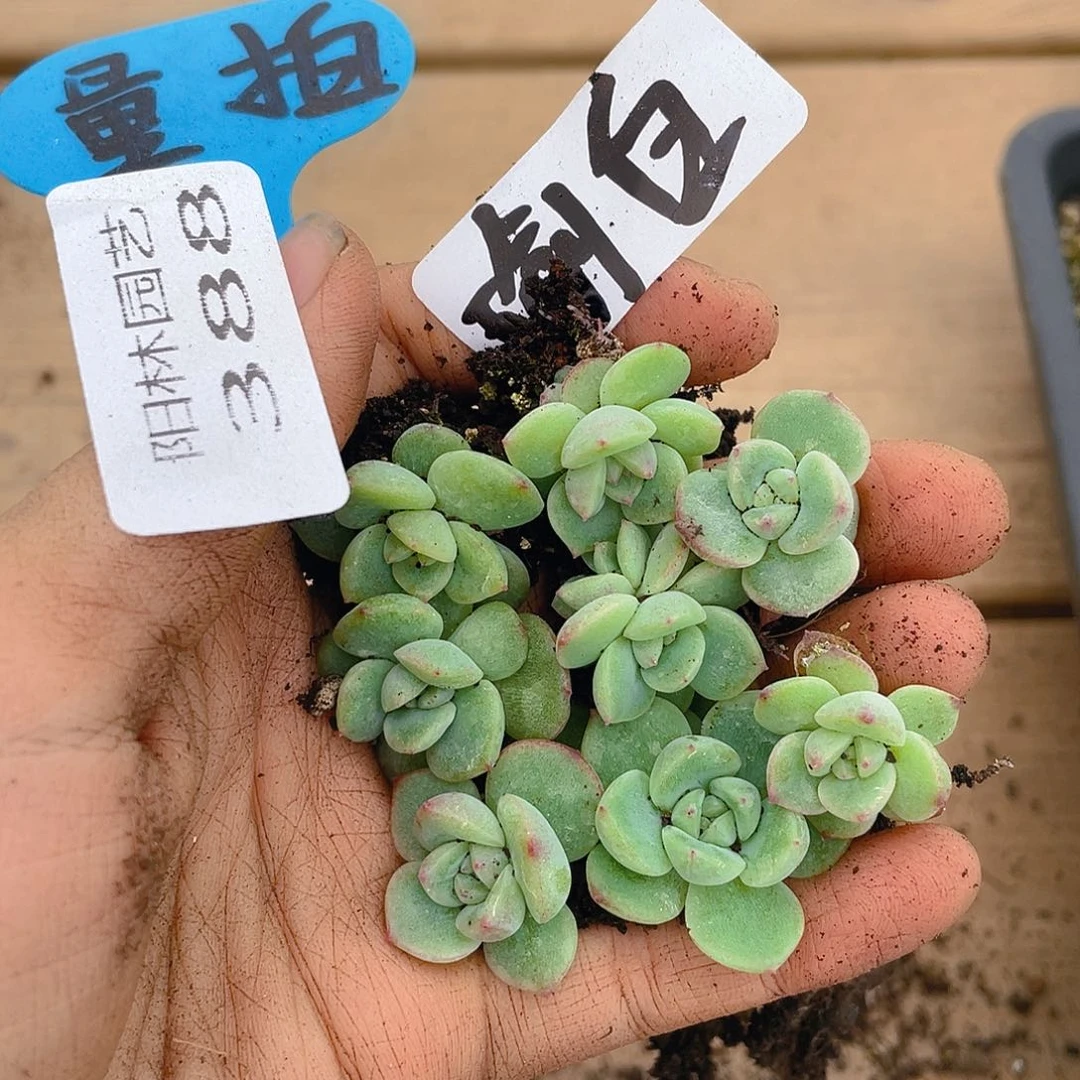 量拍多肉植物多肉植物388