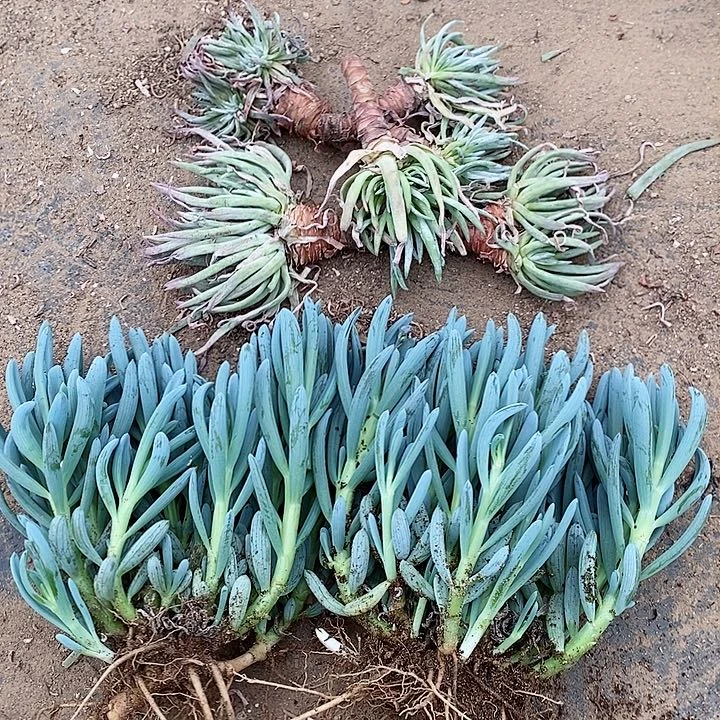 老客户30元包邮发7颗四川拍