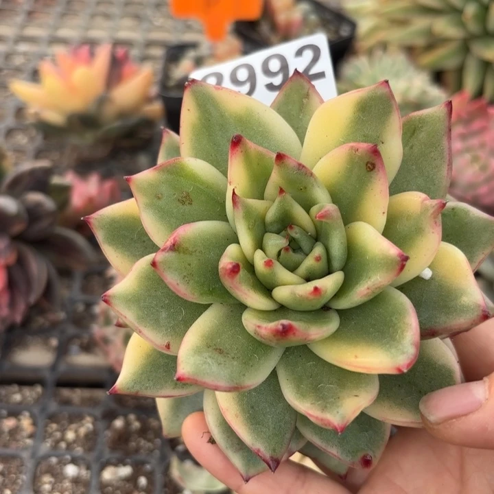 多肉植物满18包邮当场凑单