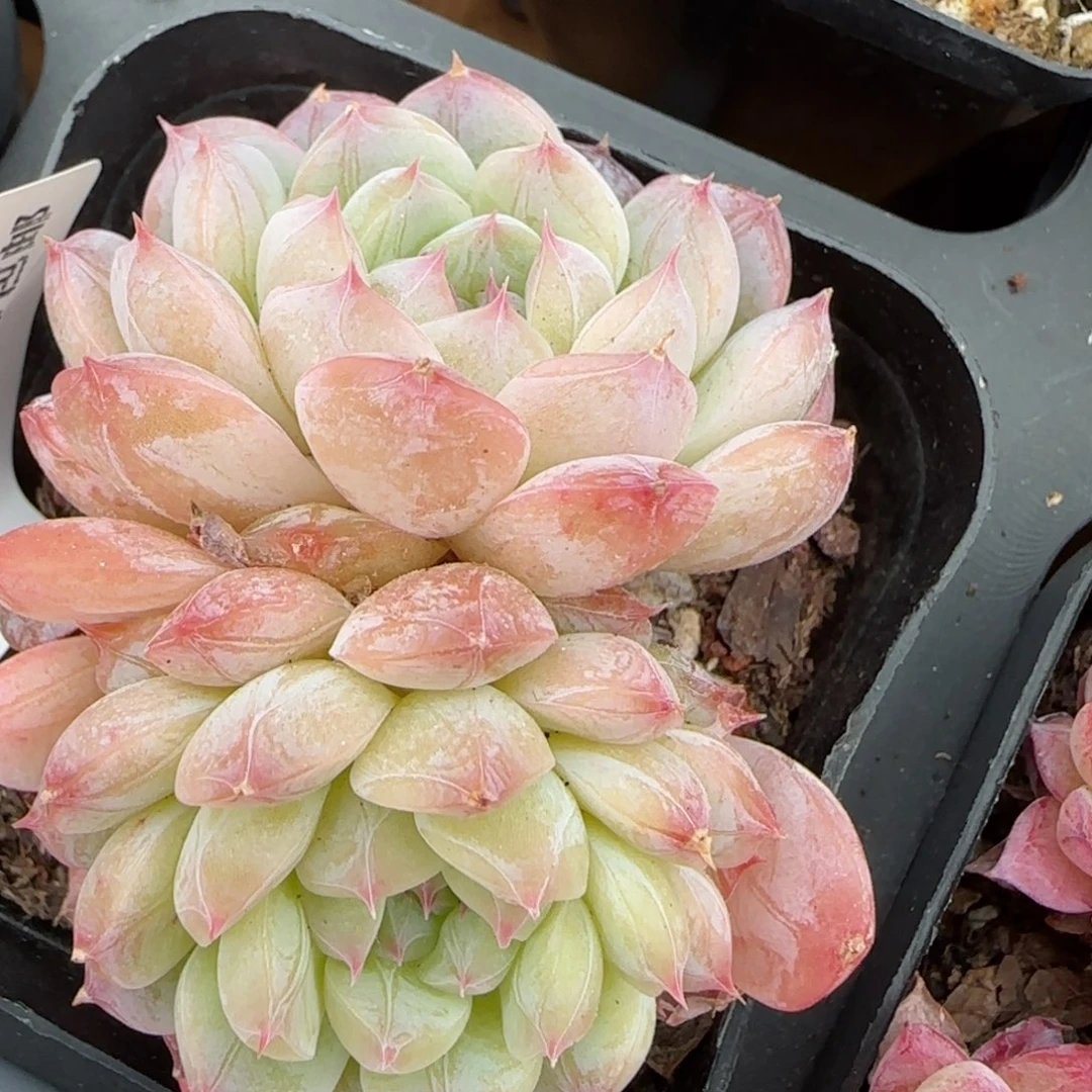 花语逸镜0128-201