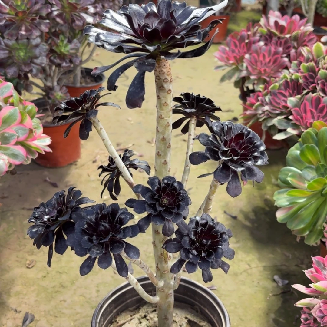 923墨法师多肉植物法师