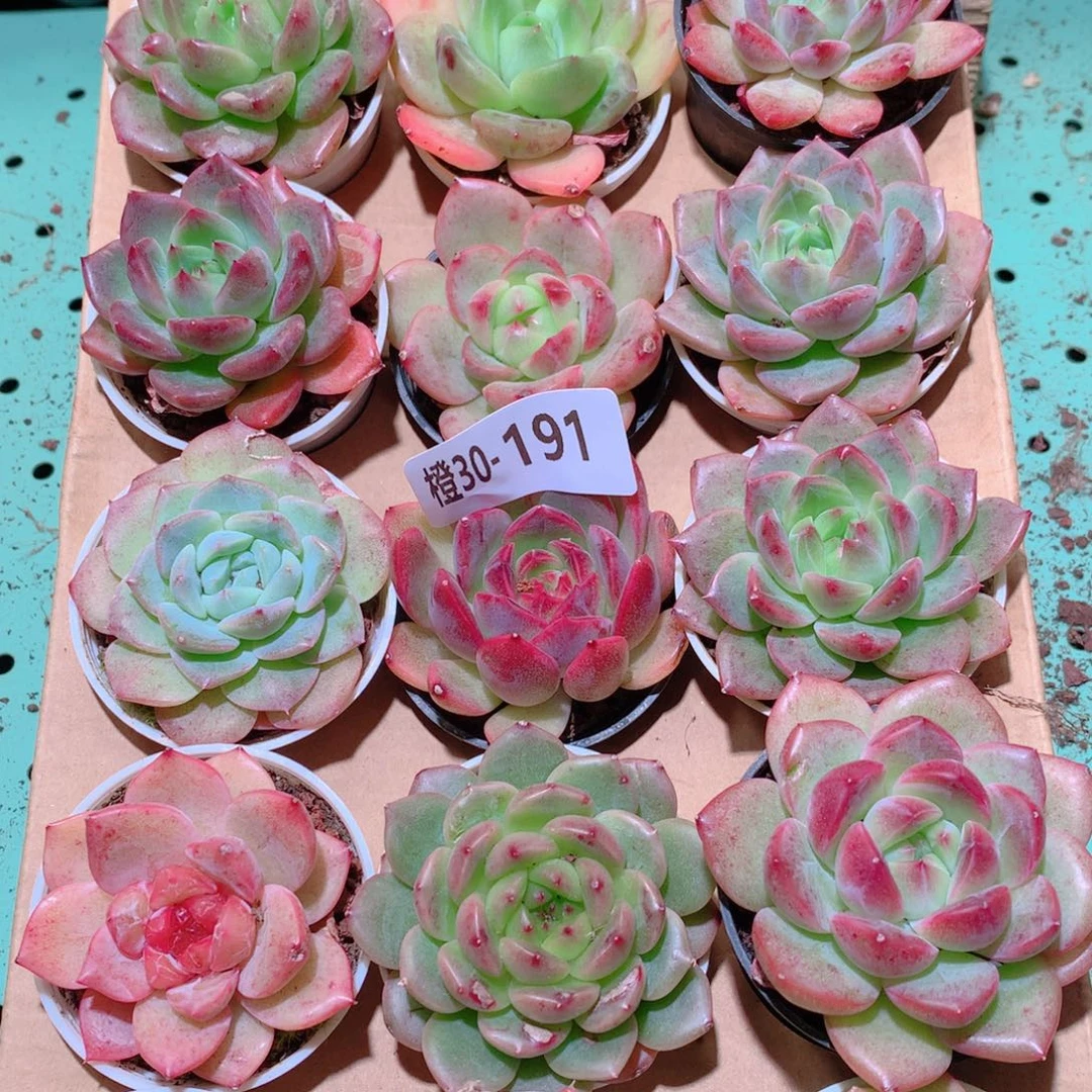 30-191一物一拍多肉带盆18颗