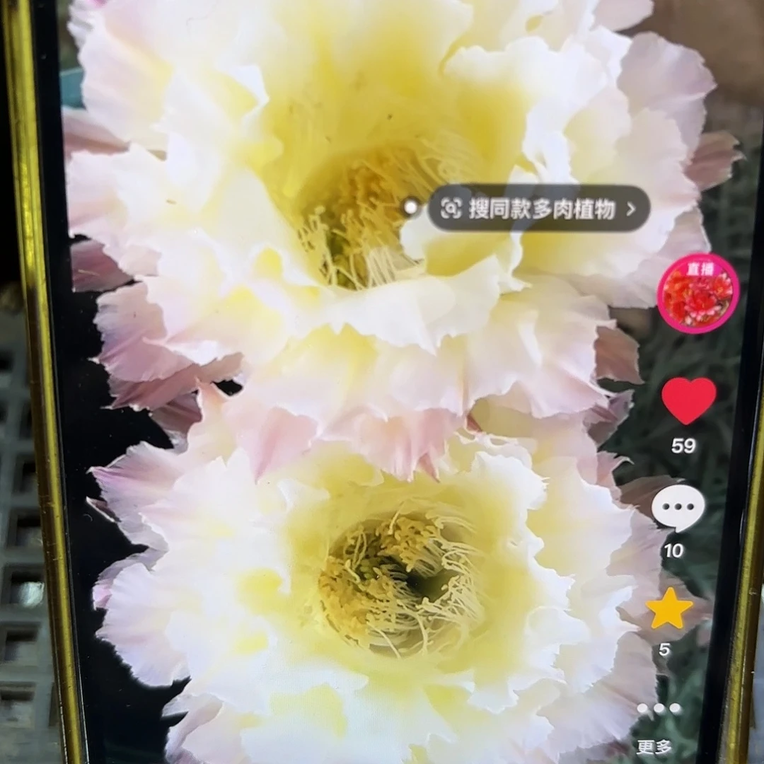 白可可彩侧牙20包邮仙人球26