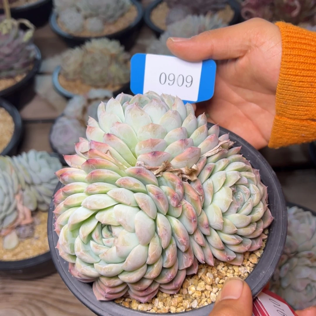 锦****婆0909肉多哦多哦多哦