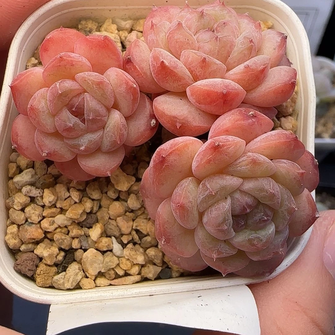 增***效477不保整【满29包邮非偏远】