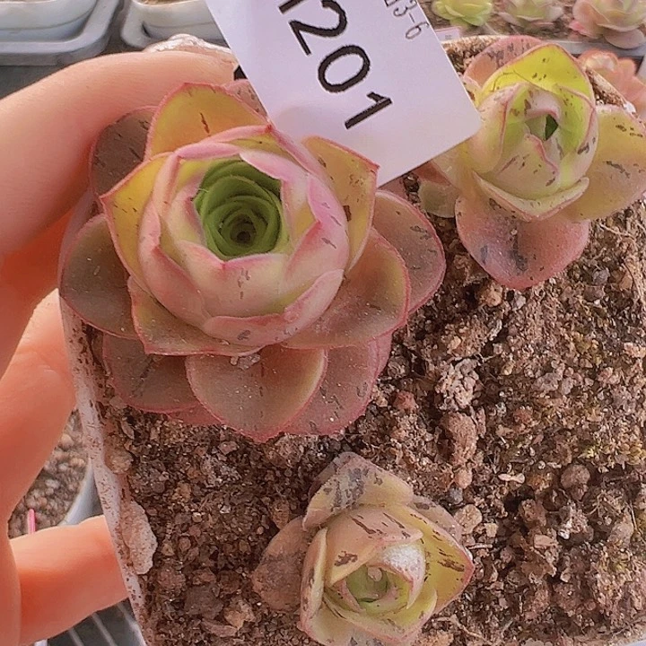 山地玫瑰多肉植物201