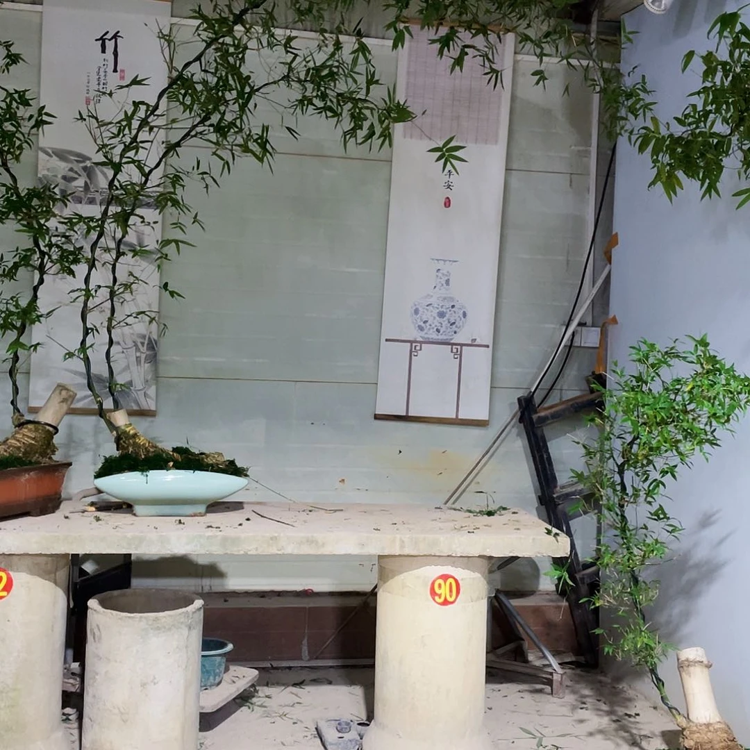 冯*派小叶簕竹熟桩陶瓷盆一物一拍