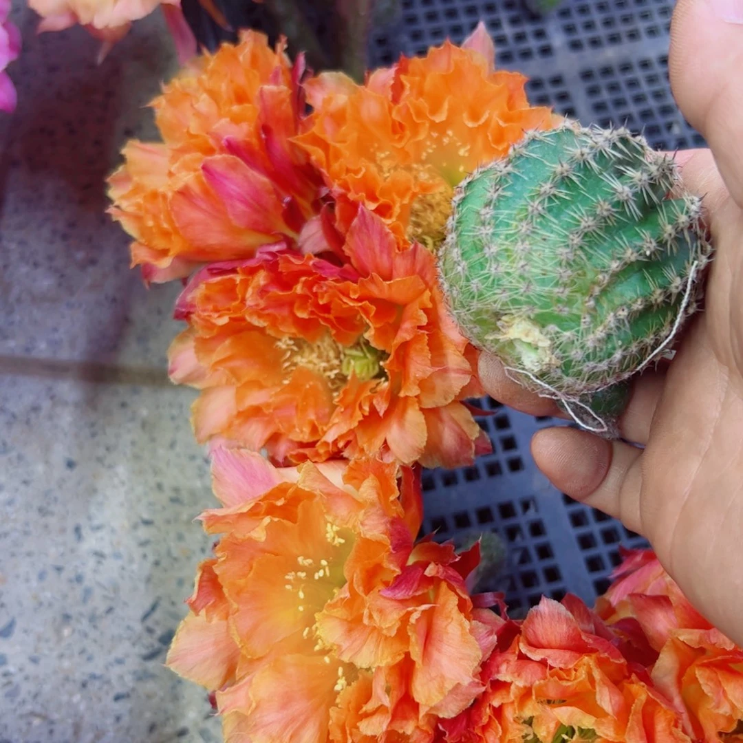 下53彩草千层酥歪无根侧牙4公分左右20包邮