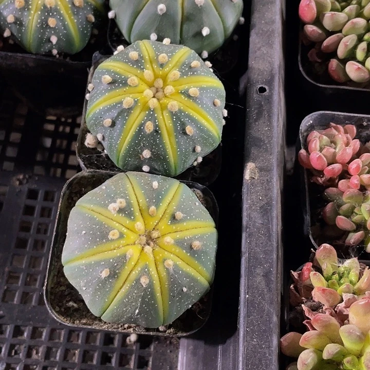 星兜锦6.8带盆土发