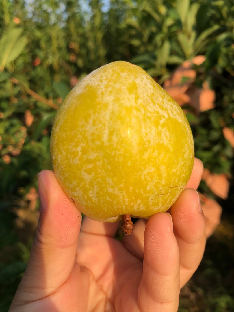 正宗黄金奈李蜂糖李奈李应季新鲜水果包邮