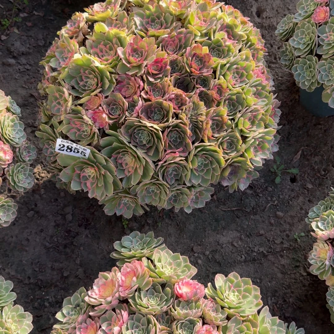 乖***姐17-18法师丘比特2855