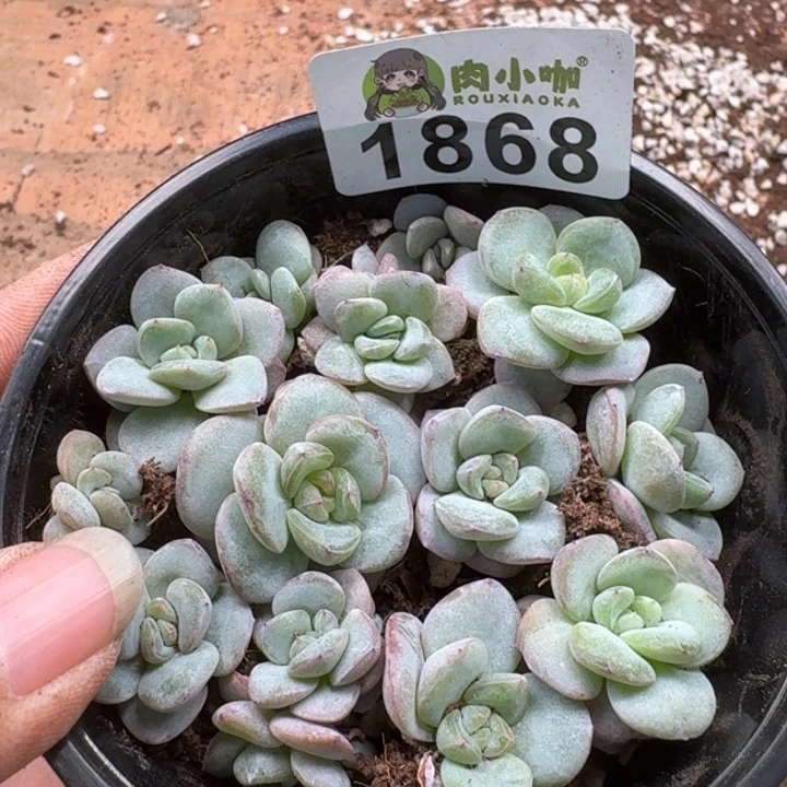 无花朵多肉植物多肉植物